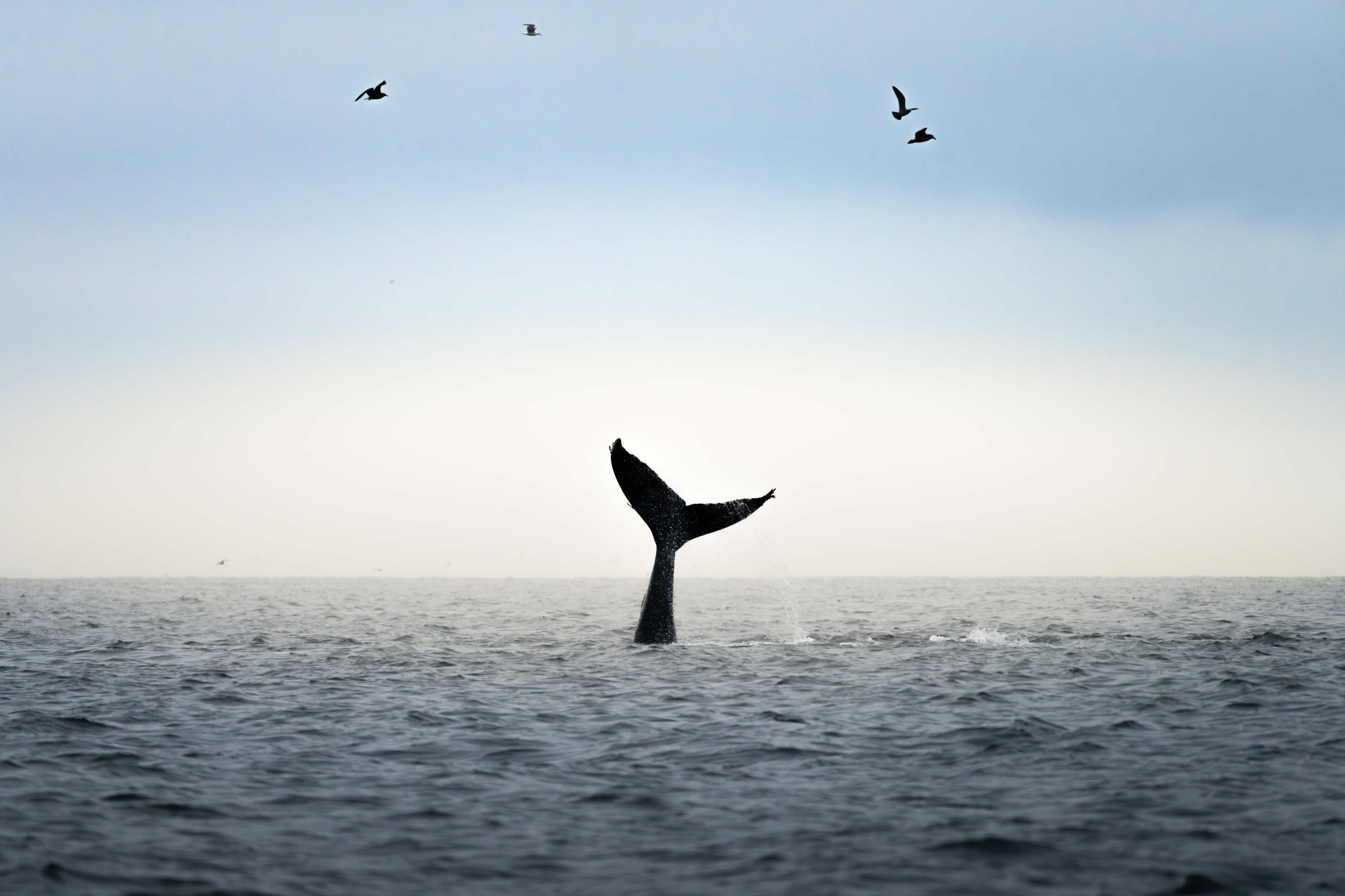 Whale tail breaching ocean